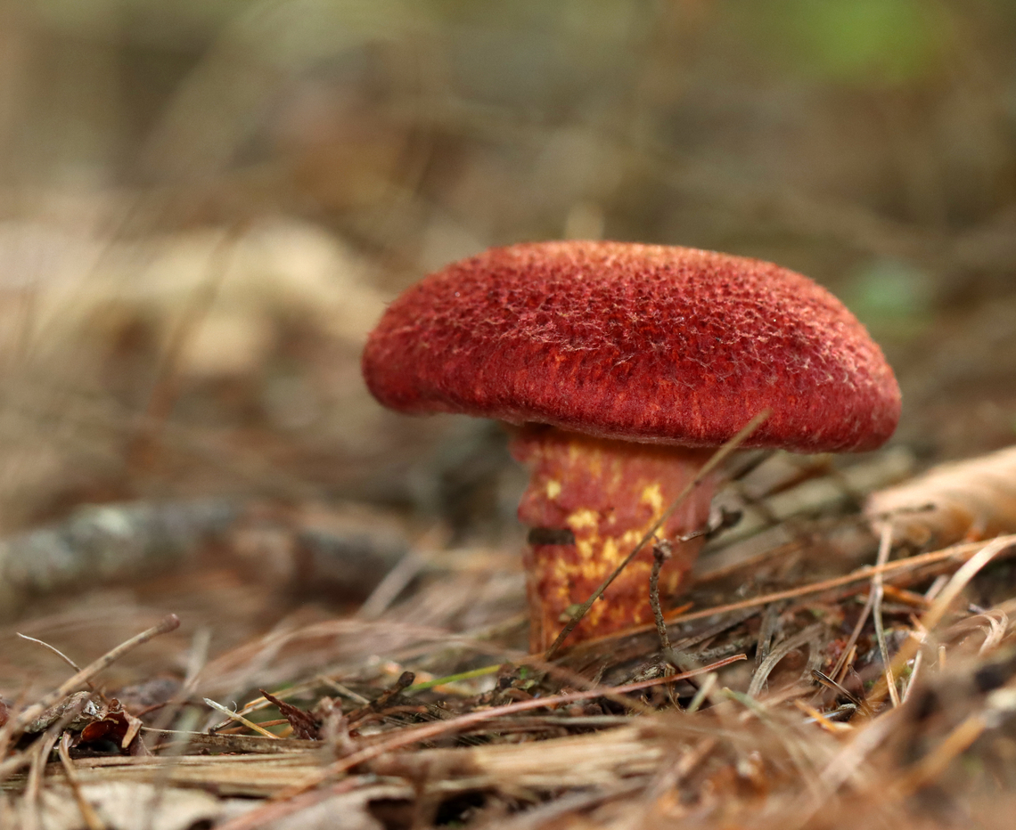 Painted Suillus - Suillus spraguei A gnarly and gorgeous mushroom!<br />
<br />
Habitat: Growing under pine; Mixed forest<br />
<figure class="photo"><a href="https://www.jungledragon.com/image/138036/painted_suillus_-_suillus_spraguei.html" title="Painted Suillus - Suillus spraguei"><img src="https://s3.amazonaws.com/media.jungledragon.com/images/3232/138036_thumb.jpg?AWSAccessKeyId=05GMT0V3GWVNE7GGM1R2&Expires=1763596810&Signature=RWGUDcToaWwD8uK0roJkuD2pv8A%3D" width="200" height="154" alt="Painted Suillus - Suillus spraguei A gnarly and gorgeous mushroom!<br />
<br />
Habitat: Growing under pine; Mixed forest<br />
https://www.jungledragon.com/image/138036/painted_suillus_-_suillus_spraguei.html<br />
https://www.jungledragon.com/image/138033/painted_suillus_-_suillus_spraguei.html<br />
https://www.jungledragon.com/image/138032/painted_suillus_-_suillus_spraguei.html<br />
https://www.jungledragon.com/image/138031/painted_suillus_-_suillus_spraguei.html<br />
https://www.jungledragon.com/image/138030/painted_suillus_-_suillus_spraguei.html<br />
https://www.jungledragon.com/image/138029/painted_suillus_-_suillus_spraguei.html<br />
<br />
 Geotagged,Painted Suillus,Suillus spraguei,Summer,United States" /></a></figure><br />
<figure class="photo"><a href="https://www.jungledragon.com/image/138033/painted_suillus_-_suillus_spraguei.html" title="Painted Suillus - Suillus spraguei"><img src="https://s3.amazonaws.com/media.jungledragon.com/images/3232/138033_thumb.jpg?AWSAccessKeyId=05GMT0V3GWVNE7GGM1R2&Expires=1763596810&Signature=%2Bi04YCK4TkDXpk0IJIz84wXNA1Y%3D" width="200" height="134" alt="Painted Suillus - Suillus spraguei A gnarly and gorgeous mushroom!<br />
<br />
Habitat: Growing under pine; Mixed forest<br />
https://www.jungledragon.com/image/138036/painted_suillus_-_suillus_spraguei.html<br />
https://www.jungledragon.com/image/138033/painted_suillus_-_suillus_spraguei.html<br />
https://www.jungledragon.com/image/138032/painted_suillus_-_suillus_spraguei.html<br />
https://www.jungledragon.com/image/138031/painted_suillus_-_suillus_spraguei.html<br />
https://www.jungledragon.com/image/138030/painted_suillus_-_suillus_spraguei.html<br />
https://www.jungledragon.com/image/138029/painted_suillus_-_suillus_spraguei.html<br />
<br />
 Geotagged,Painted Suillus,Suillus,Suillus spraguei,Summer,United States,bolete,fungus,mushroom,suillaceae" /></a></figure><br />
<figure class="photo"><a href="https://www.jungledragon.com/image/138032/painted_suillus_-_suillus_spraguei.html" title="Painted Suillus - Suillus spraguei"><img src="https://s3.amazonaws.com/media.jungledragon.com/images/3232/138032_thumb.jpg?AWSAccessKeyId=05GMT0V3GWVNE7GGM1R2&Expires=1763596810&Signature=ZR3VR5bPYU9fuv3cXBFJin03A8k%3D" width="134" height="152" alt="Painted Suillus - Suillus spraguei A gnarly and gorgeous mushroom!<br />
<br />
Habitat: Growing under pine; Mixed forest<br />
https://www.jungledragon.com/image/138036/painted_suillus_-_suillus_spraguei.html<br />
https://www.jungledragon.com/image/138033/painted_suillus_-_suillus_spraguei.html<br />
https://www.jungledragon.com/image/138032/painted_suillus_-_suillus_spraguei.html<br />
https://www.jungledragon.com/image/138031/painted_suillus_-_suillus_spraguei.html<br />
https://www.jungledragon.com/image/138030/painted_suillus_-_suillus_spraguei.html<br />
https://www.jungledragon.com/image/138029/painted_suillus_-_suillus_spraguei.html<br />
<br />
 Geotagged,Painted Suillus,Suillus spraguei,Summer,United States" /></a></figure><br />
<figure class="photo"><a href="https://www.jungledragon.com/image/138031/painted_suillus_-_suillus_spraguei.html" title="Painted Suillus - Suillus spraguei"><img src="https://s3.amazonaws.com/media.jungledragon.com/images/3232/138031_thumb.jpg?AWSAccessKeyId=05GMT0V3GWVNE7GGM1R2&Expires=1763596810&Signature=IPsYnAJg4Tidxerm7wCzAga0D%2F0%3D" width="200" height="146" alt="Painted Suillus - Suillus spraguei A gnarly and gorgeous mushroom!<br />
<br />
Habitat: Growing under pine; Mixed forest<br />
https://www.jungledragon.com/image/138036/painted_suillus_-_suillus_spraguei.html<br />
https://www.jungledragon.com/image/138033/painted_suillus_-_suillus_spraguei.html<br />
https://www.jungledragon.com/image/138032/painted_suillus_-_suillus_spraguei.html<br />
https://www.jungledragon.com/image/138031/painted_suillus_-_suillus_spraguei.html<br />
https://www.jungledragon.com/image/138030/painted_suillus_-_suillus_spraguei.html<br />
https://www.jungledragon.com/image/138029/painted_suillus_-_suillus_spraguei.html<br />
<br />
 Geotagged,Painted Suillus,Suillus spraguei,Summer,United States" /></a></figure><br />
<figure class="photo"><a href="https://www.jungledragon.com/image/138030/painted_suillus_-_suillus_spraguei.html" title="Painted Suillus - Suillus spraguei"><img src="https://s3.amazonaws.com/media.jungledragon.com/images/3232/138030_thumb.jpg?AWSAccessKeyId=05GMT0V3GWVNE7GGM1R2&Expires=1763596810&Signature=DJxkE2FO6PBpifk1WlYxYPw3E%2BY%3D" width="200" height="164" alt="Painted Suillus - Suillus spraguei A gnarly and gorgeous mushroom!<br />
<br />
Habitat: Growing under pine; Mixed forest<br />
https://www.jungledragon.com/image/138036/painted_suillus_-_suillus_spraguei.html<br />
https://www.jungledragon.com/image/138033/painted_suillus_-_suillus_spraguei.html<br />
https://www.jungledragon.com/image/138032/painted_suillus_-_suillus_spraguei.html<br />
https://www.jungledragon.com/image/138031/painted_suillus_-_suillus_spraguei.html<br />
https://www.jungledragon.com/image/138030/painted_suillus_-_suillus_spraguei.html<br />
https://www.jungledragon.com/image/138029/painted_suillus_-_suillus_spraguei.html<br />
<br />
 Geotagged,Painted Suillus,Suillus spraguei,Summer,United States" /></a></figure><br />
<figure class="photo"><a href="https://www.jungledragon.com/image/138029/painted_suillus_-_suillus_spraguei.html" title="Painted Suillus - Suillus spraguei"><img src="https://s3.amazonaws.com/media.jungledragon.com/images/3232/138029_thumb.jpg?AWSAccessKeyId=05GMT0V3GWVNE7GGM1R2&Expires=1763596810&Signature=bsA9WYBaPjlVw%2F5vHD7eskz4JUc%3D" width="200" height="150" alt="Painted Suillus - Suillus spraguei A gnarly and gorgeous mushroom!<br />
<br />
Habitat: Growing under pine; Mixed forest<br />
https://www.jungledragon.com/image/138036/painted_suillus_-_suillus_spraguei.html<br />
https://www.jungledragon.com/image/138033/painted_suillus_-_suillus_spraguei.html<br />
https://www.jungledragon.com/image/138032/painted_suillus_-_suillus_spraguei.html<br />
https://www.jungledragon.com/image/138031/painted_suillus_-_suillus_spraguei.html<br />
https://www.jungledragon.com/image/138030/painted_suillus_-_suillus_spraguei.html<br />
https://www.jungledragon.com/image/138029/painted_suillus_-_suillus_spraguei.html<br />
<br />
 Geotagged,Painted Suillus,Suillus spraguei,Summer,United States" /></a></figure><br />
<br />
 Geotagged,Painted Suillus,Suillus spraguei,Summer,United States