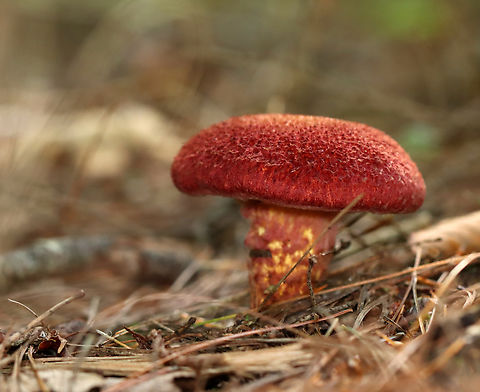 Painted Suillus - Suillus spraguei A gnarly and gorgeous mushroom!
Habitat: Growing under pine; Mixed forest
https://www.jungledragon.com/image/138036/painted_suillus_-_suillus_spraguei.html
https://www.jungledragon.com/image/138033/painted_suillus_-_suillus_spraguei.html
https://www.jungledragon.com/image/138032/painted_suillus_-_suillus_spraguei.html
https://www.jungledragon.com/image/138031/painted_suillus_-_suillus_spraguei.html
https://www.jungledragon.com/image/138030/painted_suillus_-_suillus_spraguei.html
https://www.jungledragon.com/image/138029/painted_suillus_-_suillus_spraguei.html
Geotagged,Painted Suillus,Suillus spraguei,Summer,United States