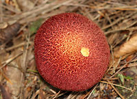 Painted Suillus - Suillus spraguei A gnarly and gorgeous mushroom!<br />
<br />
Habitat: Growing under pine; Mixed forest<br />
https://www.jungledragon.com/image/138036/painted_suillus_-_suillus_spraguei.html<br />
https://www.jungledragon.com/image/138033/painted_suillus_-_suillus_spraguei.html<br />
https://www.jungledragon.com/image/138032/painted_suillus_-_suillus_spraguei.html<br />
https://www.jungledragon.com/image/138031/painted_suillus_-_suillus_spraguei.html<br />
https://www.jungledragon.com/image/138030/painted_suillus_-_suillus_spraguei.html<br />
https://www.jungledragon.com/image/138029/painted_suillus_-_suillus_spraguei.html<br />
<br />
 Geotagged,Painted Suillus,Suillus spraguei,Summer,United States