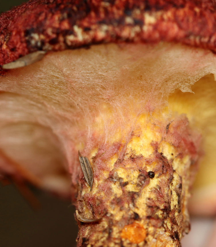 Painted Suillus - Suillus spraguei A gnarly and gorgeous mushroom!<br />
<br />
Habitat: Growing under pine; Mixed forest<br />
<figure class="photo"><a href="https://www.jungledragon.com/image/138036/painted_suillus_-_suillus_spraguei.html" title="Painted Suillus - Suillus spraguei"><img src="https://s3.amazonaws.com/media.jungledragon.com/images/3232/138036_thumb.jpg?AWSAccessKeyId=05GMT0V3GWVNE7GGM1R2&Expires=1767225610&Signature=uOC8MhfS2F3PK7m9BUZWOBR6%2Flk%3D" width="200" height="154" alt="Painted Suillus - Suillus spraguei A gnarly and gorgeous mushroom!<br />
<br />
Habitat: Growing under pine; Mixed forest<br />
https://www.jungledragon.com/image/138036/painted_suillus_-_suillus_spraguei.html<br />
https://www.jungledragon.com/image/138033/painted_suillus_-_suillus_spraguei.html<br />
https://www.jungledragon.com/image/138032/painted_suillus_-_suillus_spraguei.html<br />
https://www.jungledragon.com/image/138031/painted_suillus_-_suillus_spraguei.html<br />
https://www.jungledragon.com/image/138030/painted_suillus_-_suillus_spraguei.html<br />
https://www.jungledragon.com/image/138029/painted_suillus_-_suillus_spraguei.html<br />
<br />
 Geotagged,Painted Suillus,Suillus spraguei,Summer,United States" /></a></figure><br />
<figure class="photo"><a href="https://www.jungledragon.com/image/138033/painted_suillus_-_suillus_spraguei.html" title="Painted Suillus - Suillus spraguei"><img src="https://s3.amazonaws.com/media.jungledragon.com/images/3232/138033_thumb.jpg?AWSAccessKeyId=05GMT0V3GWVNE7GGM1R2&Expires=1767225610&Signature=v2PmEFwa5PhFHO14oE%2F0J21rYbY%3D" width="200" height="134" alt="Painted Suillus - Suillus spraguei A gnarly and gorgeous mushroom!<br />
<br />
Habitat: Growing under pine; Mixed forest<br />
https://www.jungledragon.com/image/138036/painted_suillus_-_suillus_spraguei.html<br />
https://www.jungledragon.com/image/138033/painted_suillus_-_suillus_spraguei.html<br />
https://www.jungledragon.com/image/138032/painted_suillus_-_suillus_spraguei.html<br />
https://www.jungledragon.com/image/138031/painted_suillus_-_suillus_spraguei.html<br />
https://www.jungledragon.com/image/138030/painted_suillus_-_suillus_spraguei.html<br />
https://www.jungledragon.com/image/138029/painted_suillus_-_suillus_spraguei.html<br />
<br />
 Geotagged,Painted Suillus,Suillus,Suillus spraguei,Summer,United States,bolete,fungus,mushroom,suillaceae" /></a></figure><br />
<figure class="photo"><a href="https://www.jungledragon.com/image/138032/painted_suillus_-_suillus_spraguei.html" title="Painted Suillus - Suillus spraguei"><img src="https://s3.amazonaws.com/media.jungledragon.com/images/3232/138032_thumb.jpg?AWSAccessKeyId=05GMT0V3GWVNE7GGM1R2&Expires=1767225610&Signature=sEyZ%2BXaZokfe9ao9n2DXIh7SpMQ%3D" width="134" height="152" alt="Painted Suillus - Suillus spraguei A gnarly and gorgeous mushroom!<br />
<br />
Habitat: Growing under pine; Mixed forest<br />
https://www.jungledragon.com/image/138036/painted_suillus_-_suillus_spraguei.html<br />
https://www.jungledragon.com/image/138033/painted_suillus_-_suillus_spraguei.html<br />
https://www.jungledragon.com/image/138032/painted_suillus_-_suillus_spraguei.html<br />
https://www.jungledragon.com/image/138031/painted_suillus_-_suillus_spraguei.html<br />
https://www.jungledragon.com/image/138030/painted_suillus_-_suillus_spraguei.html<br />
https://www.jungledragon.com/image/138029/painted_suillus_-_suillus_spraguei.html<br />
<br />
 Geotagged,Painted Suillus,Suillus spraguei,Summer,United States" /></a></figure><br />
<figure class="photo"><a href="https://www.jungledragon.com/image/138031/painted_suillus_-_suillus_spraguei.html" title="Painted Suillus - Suillus spraguei"><img src="https://s3.amazonaws.com/media.jungledragon.com/images/3232/138031_thumb.jpg?AWSAccessKeyId=05GMT0V3GWVNE7GGM1R2&Expires=1767225610&Signature=Jii9dEgfM67hxbLyB842JvHBwUY%3D" width="200" height="146" alt="Painted Suillus - Suillus spraguei A gnarly and gorgeous mushroom!<br />
<br />
Habitat: Growing under pine; Mixed forest<br />
https://www.jungledragon.com/image/138036/painted_suillus_-_suillus_spraguei.html<br />
https://www.jungledragon.com/image/138033/painted_suillus_-_suillus_spraguei.html<br />
https://www.jungledragon.com/image/138032/painted_suillus_-_suillus_spraguei.html<br />
https://www.jungledragon.com/image/138031/painted_suillus_-_suillus_spraguei.html<br />
https://www.jungledragon.com/image/138030/painted_suillus_-_suillus_spraguei.html<br />
https://www.jungledragon.com/image/138029/painted_suillus_-_suillus_spraguei.html<br />
<br />
 Geotagged,Painted Suillus,Suillus spraguei,Summer,United States" /></a></figure><br />
<figure class="photo"><a href="https://www.jungledragon.com/image/138030/painted_suillus_-_suillus_spraguei.html" title="Painted Suillus - Suillus spraguei"><img src="https://s3.amazonaws.com/media.jungledragon.com/images/3232/138030_thumb.jpg?AWSAccessKeyId=05GMT0V3GWVNE7GGM1R2&Expires=1767225610&Signature=4Y0ulzMl5uW7M0ud30eZr9Rld%2BY%3D" width="200" height="164" alt="Painted Suillus - Suillus spraguei A gnarly and gorgeous mushroom!<br />
<br />
Habitat: Growing under pine; Mixed forest<br />
https://www.jungledragon.com/image/138036/painted_suillus_-_suillus_spraguei.html<br />
https://www.jungledragon.com/image/138033/painted_suillus_-_suillus_spraguei.html<br />
https://www.jungledragon.com/image/138032/painted_suillus_-_suillus_spraguei.html<br />
https://www.jungledragon.com/image/138031/painted_suillus_-_suillus_spraguei.html<br />
https://www.jungledragon.com/image/138030/painted_suillus_-_suillus_spraguei.html<br />
https://www.jungledragon.com/image/138029/painted_suillus_-_suillus_spraguei.html<br />
<br />
 Geotagged,Painted Suillus,Suillus spraguei,Summer,United States" /></a></figure><br />
<figure class="photo"><a href="https://www.jungledragon.com/image/138029/painted_suillus_-_suillus_spraguei.html" title="Painted Suillus - Suillus spraguei"><img src="https://s3.amazonaws.com/media.jungledragon.com/images/3232/138029_thumb.jpg?AWSAccessKeyId=05GMT0V3GWVNE7GGM1R2&Expires=1767225610&Signature=Vzj1eQDLsUsXZBeCpNKI2cBn%2BWk%3D" width="200" height="150" alt="Painted Suillus - Suillus spraguei A gnarly and gorgeous mushroom!<br />
<br />
Habitat: Growing under pine; Mixed forest<br />
https://www.jungledragon.com/image/138036/painted_suillus_-_suillus_spraguei.html<br />
https://www.jungledragon.com/image/138033/painted_suillus_-_suillus_spraguei.html<br />
https://www.jungledragon.com/image/138032/painted_suillus_-_suillus_spraguei.html<br />
https://www.jungledragon.com/image/138031/painted_suillus_-_suillus_spraguei.html<br />
https://www.jungledragon.com/image/138030/painted_suillus_-_suillus_spraguei.html<br />
https://www.jungledragon.com/image/138029/painted_suillus_-_suillus_spraguei.html<br />
<br />
 Geotagged,Painted Suillus,Suillus spraguei,Summer,United States" /></a></figure><br />
<br />
 Geotagged,Painted Suillus,Suillus spraguei,Summer,United States