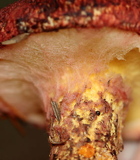 Painted Suillus - Suillus spraguei A gnarly and gorgeous mushroom!

Habitat: Growing under pine; Mixed forest
https://www.jungledragon.com/image/138036/painted_suillus_-_suillus_spraguei.html
https://www.jungledragon.com/image/138033/painted_suillus_-_suillus_spraguei.html
https://www.jungledragon.com/image/138032/painted_suillus_-_suillus_spraguei.html
https://www.jungledragon.com/image/138031/painted_suillus_-_suillus_spraguei.html
https://www.jungledragon.com/image/138030/painted_suillus_-_suillus_spraguei.html
https://www.jungledragon.com/image/138029/painted_suillus_-_suillus_spraguei.html

 Geotagged,Painted Suillus,Suillus spraguei,Summer,United States