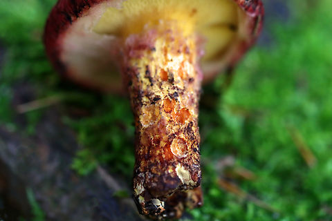 Painted Suillus - Suillus spraguei A gnarly and gorgeous mushroom!

Habitat: Growing under pine; Mixed forest
https://www.jungledragon.com/image/138036/painted_suillus_-_suillus_spraguei.html
https://www.jungledragon.com/image/138033/painted_suillus_-_suillus_spraguei.html
https://www.jungledragon.com/image/138032/painted_suillus_-_suillus_spraguei.html
https://www.jungledragon.com/image/138031/painted_suillus_-_suillus_spraguei.html
https://www.jungledragon.com/image/138030/painted_suillus_-_suillus_spraguei.html
https://www.jungledragon.com/image/138029/painted_suillus_-_suillus_spraguei.html

 Geotagged,Painted Suillus,Suillus,Suillus spraguei,Summer,United States,bolete,fungus,mushroom,suillaceae