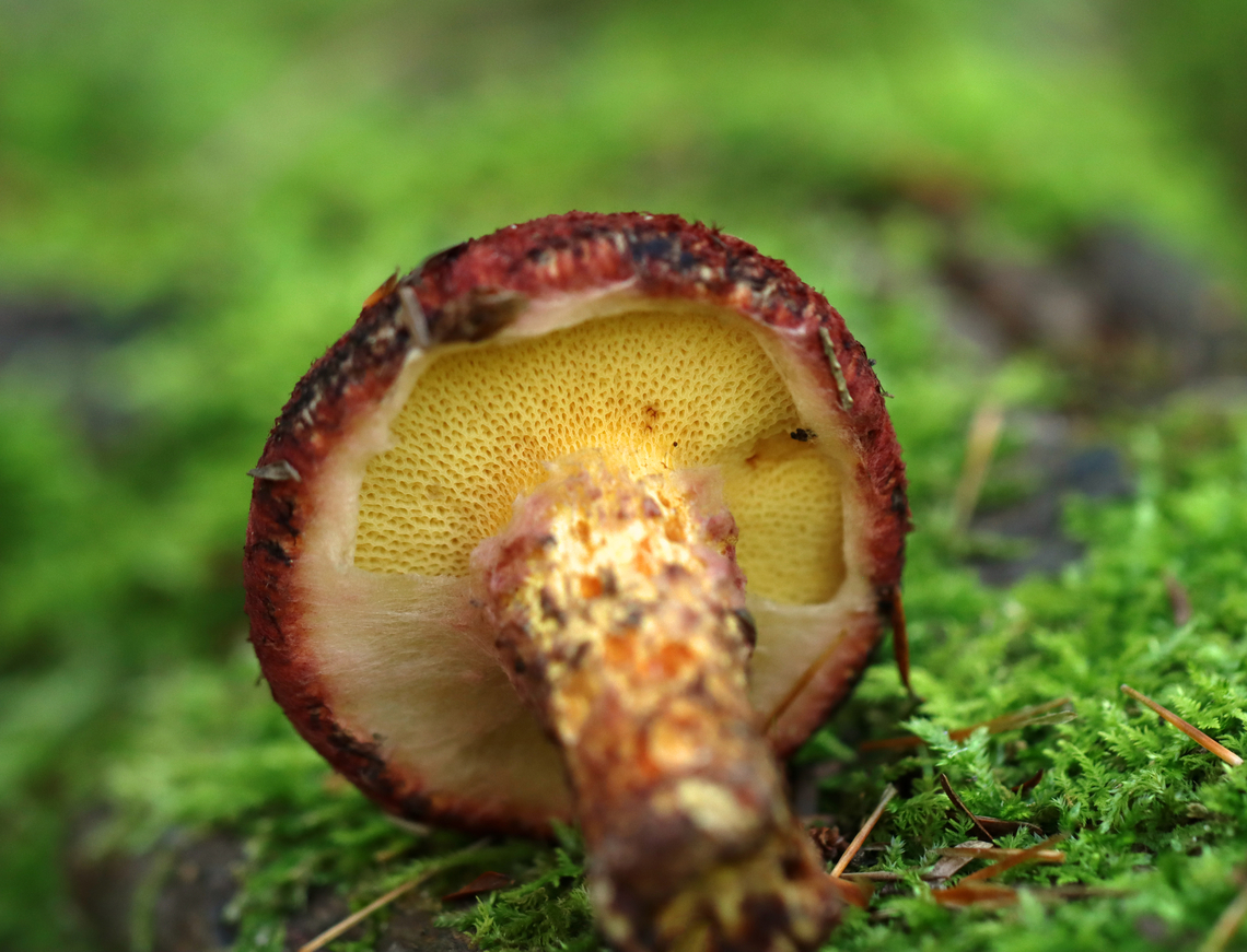 Painted Suillus - Suillus spraguei A gnarly and gorgeous mushroom!<br />
<br />
Habitat: Growing under pine; Mixed forest<br />
<figure class="photo"><a href="https://www.jungledragon.com/image/138036/painted_suillus_-_suillus_spraguei.html" title="Painted Suillus - Suillus spraguei"><img src="https://s3.amazonaws.com/media.jungledragon.com/images/3232/138036_thumb.jpg?AWSAccessKeyId=05GMT0V3GWVNE7GGM1R2&Expires=1759968010&Signature=%2BrQnXYP5U9gMcZVErZjyOuxjQs8%3D" width="200" height="154" alt="Painted Suillus - Suillus spraguei A gnarly and gorgeous mushroom!<br />
<br />
Habitat: Growing under pine; Mixed forest<br />
https://www.jungledragon.com/image/138036/painted_suillus_-_suillus_spraguei.html<br />
https://www.jungledragon.com/image/138033/painted_suillus_-_suillus_spraguei.html<br />
https://www.jungledragon.com/image/138032/painted_suillus_-_suillus_spraguei.html<br />
https://www.jungledragon.com/image/138031/painted_suillus_-_suillus_spraguei.html<br />
https://www.jungledragon.com/image/138030/painted_suillus_-_suillus_spraguei.html<br />
https://www.jungledragon.com/image/138029/painted_suillus_-_suillus_spraguei.html<br />
<br />
 Geotagged,Painted Suillus,Suillus spraguei,Summer,United States" /></a></figure><br />
<figure class="photo"><a href="https://www.jungledragon.com/image/138033/painted_suillus_-_suillus_spraguei.html" title="Painted Suillus - Suillus spraguei"><img src="https://s3.amazonaws.com/media.jungledragon.com/images/3232/138033_thumb.jpg?AWSAccessKeyId=05GMT0V3GWVNE7GGM1R2&Expires=1759968010&Signature=LywdlV2qeHqevsF5dMIlyaEGsvQ%3D" width="200" height="134" alt="Painted Suillus - Suillus spraguei A gnarly and gorgeous mushroom!<br />
<br />
Habitat: Growing under pine; Mixed forest<br />
https://www.jungledragon.com/image/138036/painted_suillus_-_suillus_spraguei.html<br />
https://www.jungledragon.com/image/138033/painted_suillus_-_suillus_spraguei.html<br />
https://www.jungledragon.com/image/138032/painted_suillus_-_suillus_spraguei.html<br />
https://www.jungledragon.com/image/138031/painted_suillus_-_suillus_spraguei.html<br />
https://www.jungledragon.com/image/138030/painted_suillus_-_suillus_spraguei.html<br />
https://www.jungledragon.com/image/138029/painted_suillus_-_suillus_spraguei.html<br />
<br />
 Geotagged,Painted Suillus,Suillus,Suillus spraguei,Summer,United States,bolete,fungus,mushroom,suillaceae" /></a></figure><br />
<figure class="photo"><a href="https://www.jungledragon.com/image/138032/painted_suillus_-_suillus_spraguei.html" title="Painted Suillus - Suillus spraguei"><img src="https://s3.amazonaws.com/media.jungledragon.com/images/3232/138032_thumb.jpg?AWSAccessKeyId=05GMT0V3GWVNE7GGM1R2&Expires=1759968010&Signature=P1foOAYbilsudX5n0zVQutoNqQ8%3D" width="134" height="152" alt="Painted Suillus - Suillus spraguei A gnarly and gorgeous mushroom!<br />
<br />
Habitat: Growing under pine; Mixed forest<br />
https://www.jungledragon.com/image/138036/painted_suillus_-_suillus_spraguei.html<br />
https://www.jungledragon.com/image/138033/painted_suillus_-_suillus_spraguei.html<br />
https://www.jungledragon.com/image/138032/painted_suillus_-_suillus_spraguei.html<br />
https://www.jungledragon.com/image/138031/painted_suillus_-_suillus_spraguei.html<br />
https://www.jungledragon.com/image/138030/painted_suillus_-_suillus_spraguei.html<br />
https://www.jungledragon.com/image/138029/painted_suillus_-_suillus_spraguei.html<br />
<br />
 Geotagged,Painted Suillus,Suillus spraguei,Summer,United States" /></a></figure><br />
<figure class="photo"><a href="https://www.jungledragon.com/image/138031/painted_suillus_-_suillus_spraguei.html" title="Painted Suillus - Suillus spraguei"><img src="https://s3.amazonaws.com/media.jungledragon.com/images/3232/138031_thumb.jpg?AWSAccessKeyId=05GMT0V3GWVNE7GGM1R2&Expires=1759968010&Signature=qiBorUdL2COiVNz2HUWCi398z4o%3D" width="200" height="146" alt="Painted Suillus - Suillus spraguei A gnarly and gorgeous mushroom!<br />
<br />
Habitat: Growing under pine; Mixed forest<br />
https://www.jungledragon.com/image/138036/painted_suillus_-_suillus_spraguei.html<br />
https://www.jungledragon.com/image/138033/painted_suillus_-_suillus_spraguei.html<br />
https://www.jungledragon.com/image/138032/painted_suillus_-_suillus_spraguei.html<br />
https://www.jungledragon.com/image/138031/painted_suillus_-_suillus_spraguei.html<br />
https://www.jungledragon.com/image/138030/painted_suillus_-_suillus_spraguei.html<br />
https://www.jungledragon.com/image/138029/painted_suillus_-_suillus_spraguei.html<br />
<br />
 Geotagged,Painted Suillus,Suillus spraguei,Summer,United States" /></a></figure><br />
<figure class="photo"><a href="https://www.jungledragon.com/image/138030/painted_suillus_-_suillus_spraguei.html" title="Painted Suillus - Suillus spraguei"><img src="https://s3.amazonaws.com/media.jungledragon.com/images/3232/138030_thumb.jpg?AWSAccessKeyId=05GMT0V3GWVNE7GGM1R2&Expires=1759968010&Signature=Q%2BvJfITTOb63bWxpBQVSH%2FUtDko%3D" width="200" height="164" alt="Painted Suillus - Suillus spraguei A gnarly and gorgeous mushroom!<br />
<br />
Habitat: Growing under pine; Mixed forest<br />
https://www.jungledragon.com/image/138036/painted_suillus_-_suillus_spraguei.html<br />
https://www.jungledragon.com/image/138033/painted_suillus_-_suillus_spraguei.html<br />
https://www.jungledragon.com/image/138032/painted_suillus_-_suillus_spraguei.html<br />
https://www.jungledragon.com/image/138031/painted_suillus_-_suillus_spraguei.html<br />
https://www.jungledragon.com/image/138030/painted_suillus_-_suillus_spraguei.html<br />
https://www.jungledragon.com/image/138029/painted_suillus_-_suillus_spraguei.html<br />
<br />
 Geotagged,Painted Suillus,Suillus spraguei,Summer,United States" /></a></figure><br />
<figure class="photo"><a href="https://www.jungledragon.com/image/138029/painted_suillus_-_suillus_spraguei.html" title="Painted Suillus - Suillus spraguei"><img src="https://s3.amazonaws.com/media.jungledragon.com/images/3232/138029_thumb.jpg?AWSAccessKeyId=05GMT0V3GWVNE7GGM1R2&Expires=1759968010&Signature=w6QtRE6tqG%2FNIUDeIpHU%2FC1MB%2FA%3D" width="200" height="150" alt="Painted Suillus - Suillus spraguei A gnarly and gorgeous mushroom!<br />
<br />
Habitat: Growing under pine; Mixed forest<br />
https://www.jungledragon.com/image/138036/painted_suillus_-_suillus_spraguei.html<br />
https://www.jungledragon.com/image/138033/painted_suillus_-_suillus_spraguei.html<br />
https://www.jungledragon.com/image/138032/painted_suillus_-_suillus_spraguei.html<br />
https://www.jungledragon.com/image/138031/painted_suillus_-_suillus_spraguei.html<br />
https://www.jungledragon.com/image/138030/painted_suillus_-_suillus_spraguei.html<br />
https://www.jungledragon.com/image/138029/painted_suillus_-_suillus_spraguei.html<br />
<br />
 Geotagged,Painted Suillus,Suillus spraguei,Summer,United States" /></a></figure><br />
<br />
 Geotagged,Painted Suillus,Suillus spraguei,Summer,United States