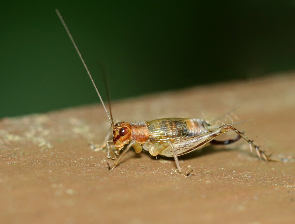 Say's Trig - Anaxipha exigua Habitat: Mixed forest Anaxipha,Anaxipha exigua,Geotagged,Say's Trig,Summer,United States,cricket,grillidae,orthoptera,trig,trigoniinae