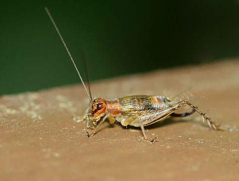 Say's Trig - Anaxipha exigua Habitat: Mixed forest Anaxipha,Anaxipha exigua,Geotagged,Say's Trig,Summer,United States,cricket,grillidae,orthoptera,trig,trigoniinae