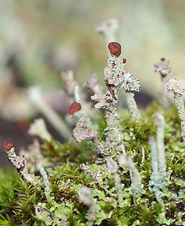 Lichen - Cladonia sp. Habitat: Growing in moss on top of an old stone bridge; mixed forest Geotagged,Summer,United States,cladonia,lichen