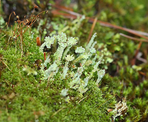 Lichen - Cladonia sp. Habitat: Growing in moss on top of an old stone bridge; mixed forest Geotagged,Summer,United States,cladonia,lichen