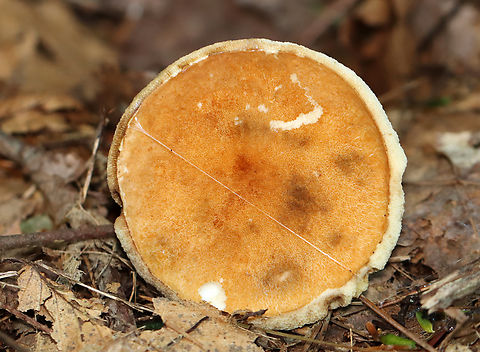 Mushroom - Gyroporus sp. Habitat: Growing on the ground; Mixed forest
https://www.jungledragon.com/image/138041/mushroom_-_gyroporus_sp.html Geotagged,Summer,United States