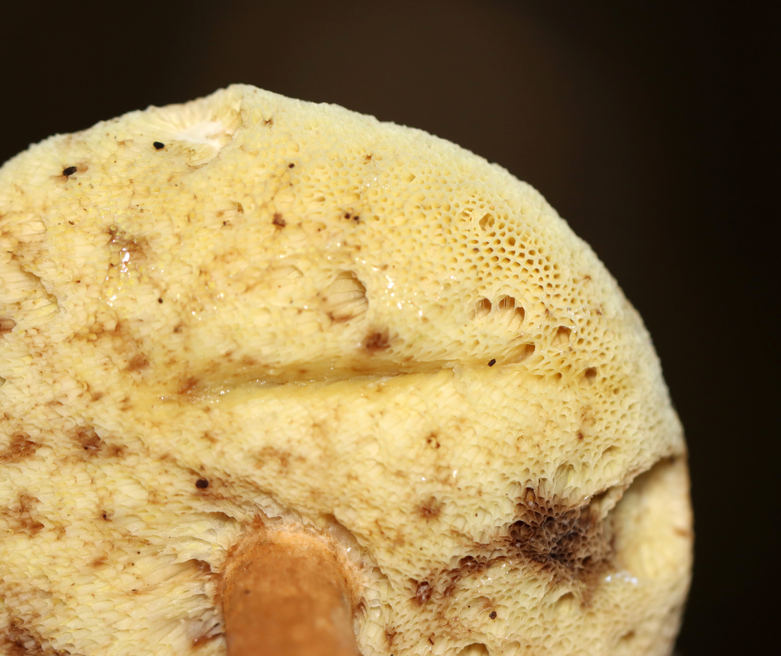 Mushroom - Gyroporus sp. Habitat: Growing on the ground; Mixed forest<br />
<figure class="photo"><a href="https://www.jungledragon.com/image/138040/mushroom_-_gyroporus_sp.html" title="Mushroom - Gyroporus sp."><img src="https://s3.amazonaws.com/media.jungledragon.com/images/3232/138040_thumb.jpg?AWSAccessKeyId=05GMT0V3GWVNE7GGM1R2&Expires=1767225610&Signature=bCEfVfLYH6IxsU%2FzuPeIDaqF7rY%3D" width="200" height="148" alt="Mushroom - Gyroporus sp. Habitat: Growing on the ground; Mixed forest<br />
https://www.jungledragon.com/image/138041/mushroom_-_gyroporus_sp.html Geotagged,Summer,United States" /></a></figure> Geotagged,Gyroporus,Summer,United States,fungus,mushroom