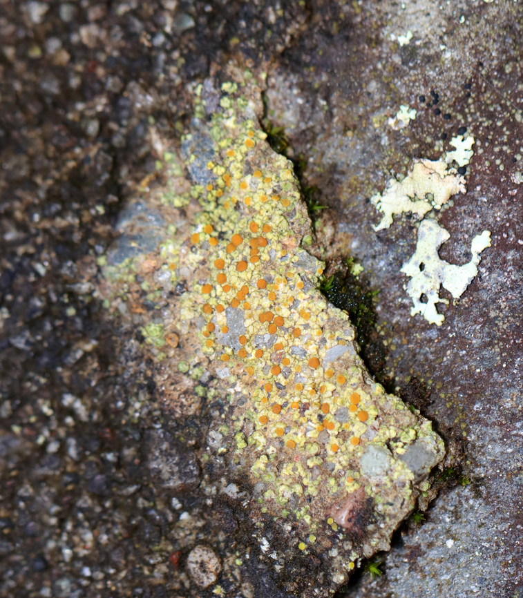 Lichen - Gyalolechia flavovirescens *Tentative ID<br />
<br />
Habitat: Growing on a stone bridge Geotagged,Gyalolechia,Gyalolechia flavovirescens,Summer,United States,lichen