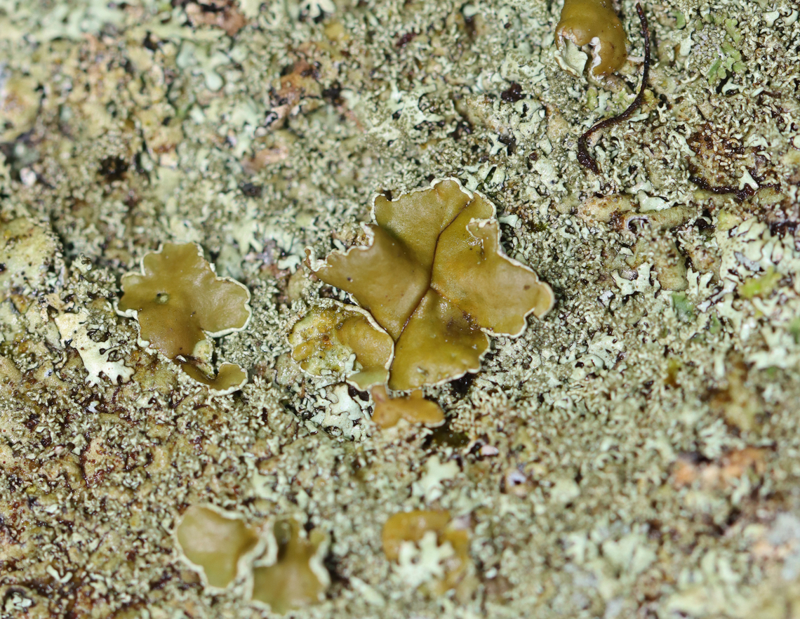 Lichen - Parmeliaceae, Xanthoparmelia sp. Habitat: Growing on a stone bridge; mixed forest Geotagged,Parmeliaceae,Summer,United States,Xanthoparmelia,lichen