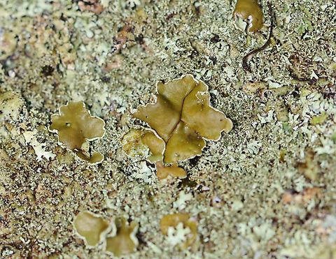 Lichen - Parmeliaceae, Xanthoparmelia sp. Habitat: Growing on a stone bridge; mixed forest Geotagged,Parmeliaceae,Summer,United States,Xanthoparmelia,lichen