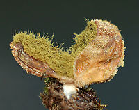 Puffball - Family Agaricaceae Habitat: Growing among moss and lichens on a stone bridge in a mixed forest<br />
https://www.jungledragon.com/image/138073/puffball_-_family_agaricaceae.html Bryoperdon acuminatum,Geotagged,Summer,United States