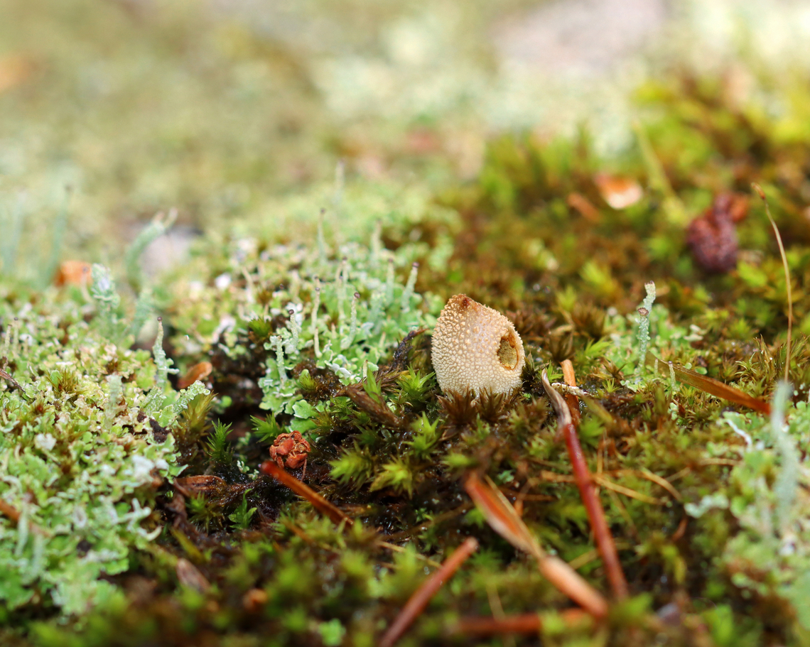 Puffball - Family Agaricaceae Habitat: Growing among moss and lichens on a stone bridge in a mixed forest<br />
<figure class="photo"><a href="https://www.jungledragon.com/image/138072/puffball_-_family_agaricaceae.html" title="Puffball - Family Agaricaceae"><img src="https://s3.amazonaws.com/media.jungledragon.com/images/3232/138072_thumb.jpg?AWSAccessKeyId=05GMT0V3GWVNE7GGM1R2&Expires=1759968010&Signature=gjbnLgFQhTWfjXE33Piia%2FHI3C4%3D" width="200" height="160" alt="Puffball - Family Agaricaceae Habitat: Growing among moss and lichens on a stone bridge in a mixed forest<br />
https://www.jungledragon.com/image/138073/puffball_-_family_agaricaceae.html Bryoperdon acuminatum,Geotagged,Summer,United States" /></a></figure> Bryoperdon acuminatum,Geotagged,Summer,United States,agaricaceae,lycoperdaceae,puffball
