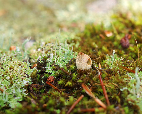 Bryoperdon acuminatum