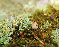 Puffball - Family Agaricaceae Habitat: Growing among moss and lichens on a stone bridge in a mixed forest<br />
https://www.jungledragon.com/image/138072/puffball_-_family_agaricaceae.html Bryoperdon acuminatum,Geotagged,Summer,United States,agaricaceae,lycoperdaceae,puffball