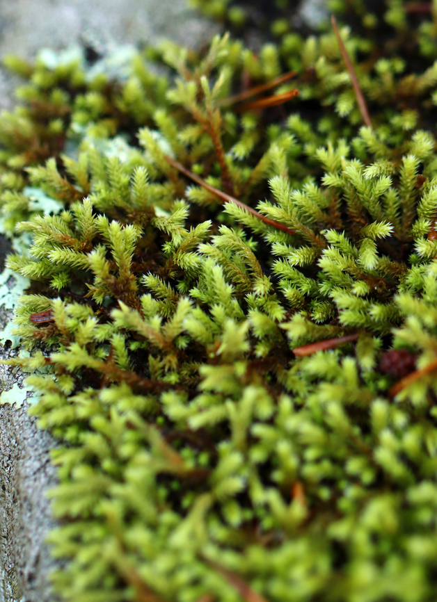 Hedwig's Fringeleaf Moss - Hedwigia ciliata Habitat: Growing on a stone bridge; mixed forest<br />
<figure class="photo"><a href="https://www.jungledragon.com/image/138083/hedwigs_fringeleaf_moss_-_hedwigia_ciliata.html" title="Hedwig&#039;s Fringeleaf Moss - Hedwigia ciliata"><img src="https://s3.amazonaws.com/media.jungledragon.com/images/3232/138083_thumb.jpg?AWSAccessKeyId=05GMT0V3GWVNE7GGM1R2&Expires=1759968010&Signature=ISYi1cPwHAI0YD4wHU48YMAEr70%3D" width="200" height="156" alt="Hedwig&#039;s Fringeleaf Moss - Hedwigia ciliata Habitat: Growing on a stone bridge; mixed forest<br />
https://www.jungledragon.com/image/138082/hedwigs_fringeleaf_moss_-_hedwigia_ciliata.html Geotagged,Hedwig&#039;s Fringeleaf Moss,Hedwigia ciliata,Summer,United States" /></a></figure> Geotagged,Hedwig's Fringeleaf Moss,Hedwigia,Hedwigia ciliata,Summer,United States,moss