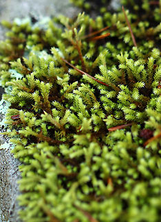 Hedwig's Fringeleaf Moss - Hedwigia ciliata Habitat: Growing on a stone bridge; mixed forest
https://www.jungledragon.com/image/138083/hedwigs_fringeleaf_moss_-_hedwigia_ciliata.html Geotagged,Hedwig's Fringeleaf Moss,Hedwigia,Hedwigia ciliata,Summer,United States,moss