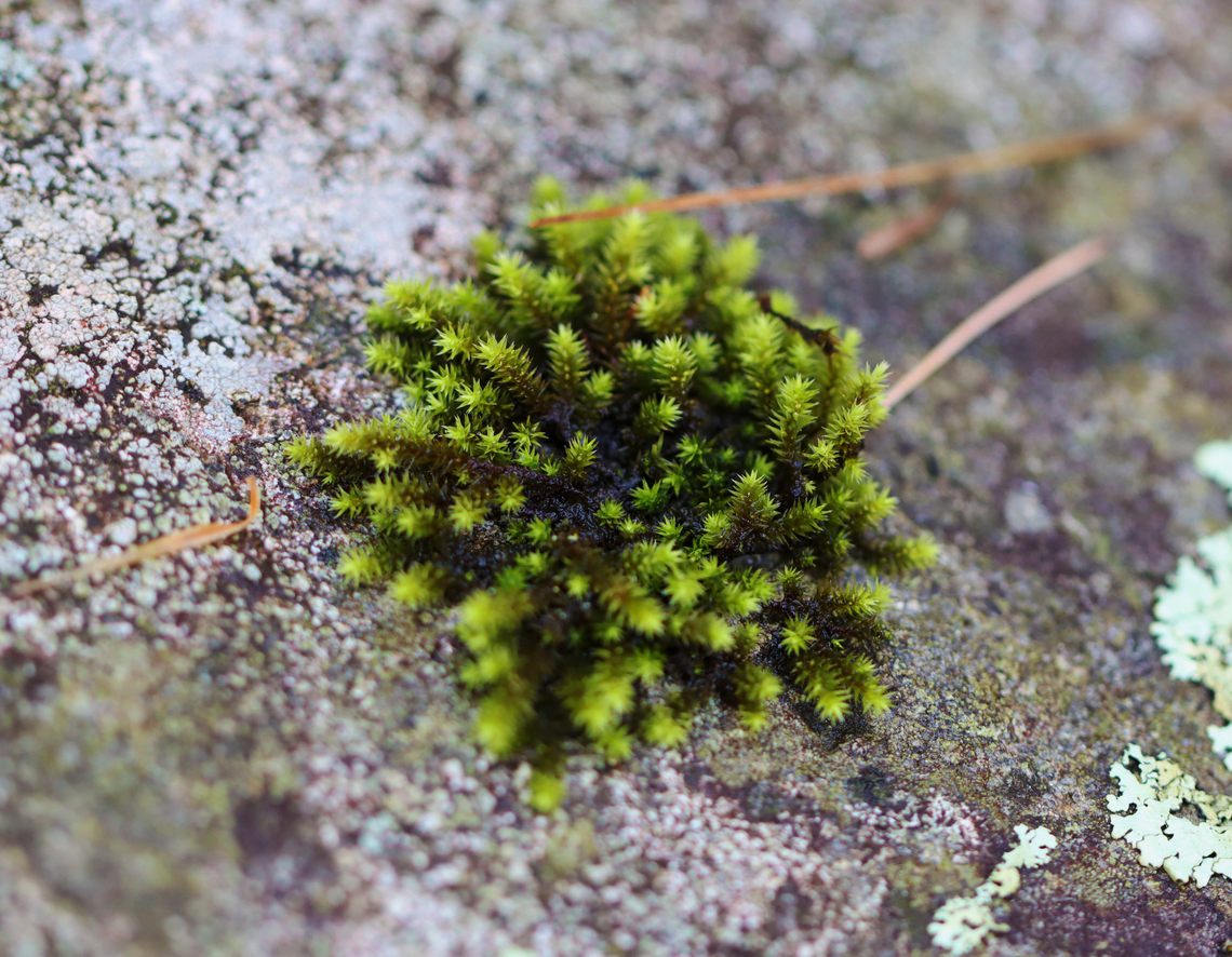 Hedwig's Fringeleaf Moss - Hedwigia ciliata Habitat: Growing on a stone bridge; mixed forest<br />
<figure class="photo"><a href="https://www.jungledragon.com/image/138082/hedwigs_fringeleaf_moss_-_hedwigia_ciliata.html" title="Hedwig's Fringeleaf Moss - Hedwigia ciliata"><img src="https://s3.amazonaws.com/media.jungledragon.com/images/3232/138082_thumb.jpg?AWSAccessKeyId=05GMT0V3GWVNE7GGM1R2&Expires=1770854410&Signature=thDEtJwVn8IYt%2B8dgmugyH%2BqIaw%3D" width="112" height="152" alt="Hedwig's Fringeleaf Moss - Hedwigia ciliata Habitat: Growing on a stone bridge; mixed forest<br />
https://www.jungledragon.com/image/138083/hedwigs_fringeleaf_moss_-_hedwigia_ciliata.html Geotagged,Hedwig's Fringeleaf Moss,Hedwigia,Hedwigia ciliata,Summer,United States,moss" /></a></figure> Geotagged,Hedwig's Fringeleaf Moss,Hedwigia ciliata,Summer,United States