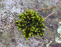 Hedwig's Fringeleaf Moss - Hedwigia ciliata Habitat: Growing on a stone bridge; mixed forest<br />
https://www.jungledragon.com/image/138082/hedwigs_fringeleaf_moss_-_hedwigia_ciliata.html Geotagged,Hedwig's Fringeleaf Moss,Hedwigia ciliata,Summer,United States