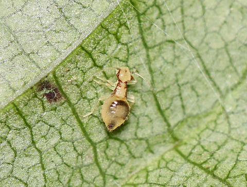 Corrupt Barklouse (Nymph) - Polypsocus corruptus Habitat: Mixed forest Geotagged,Polypsocus,Polypsocus corruptus,Psocodea,Summer,United States,barklouse
