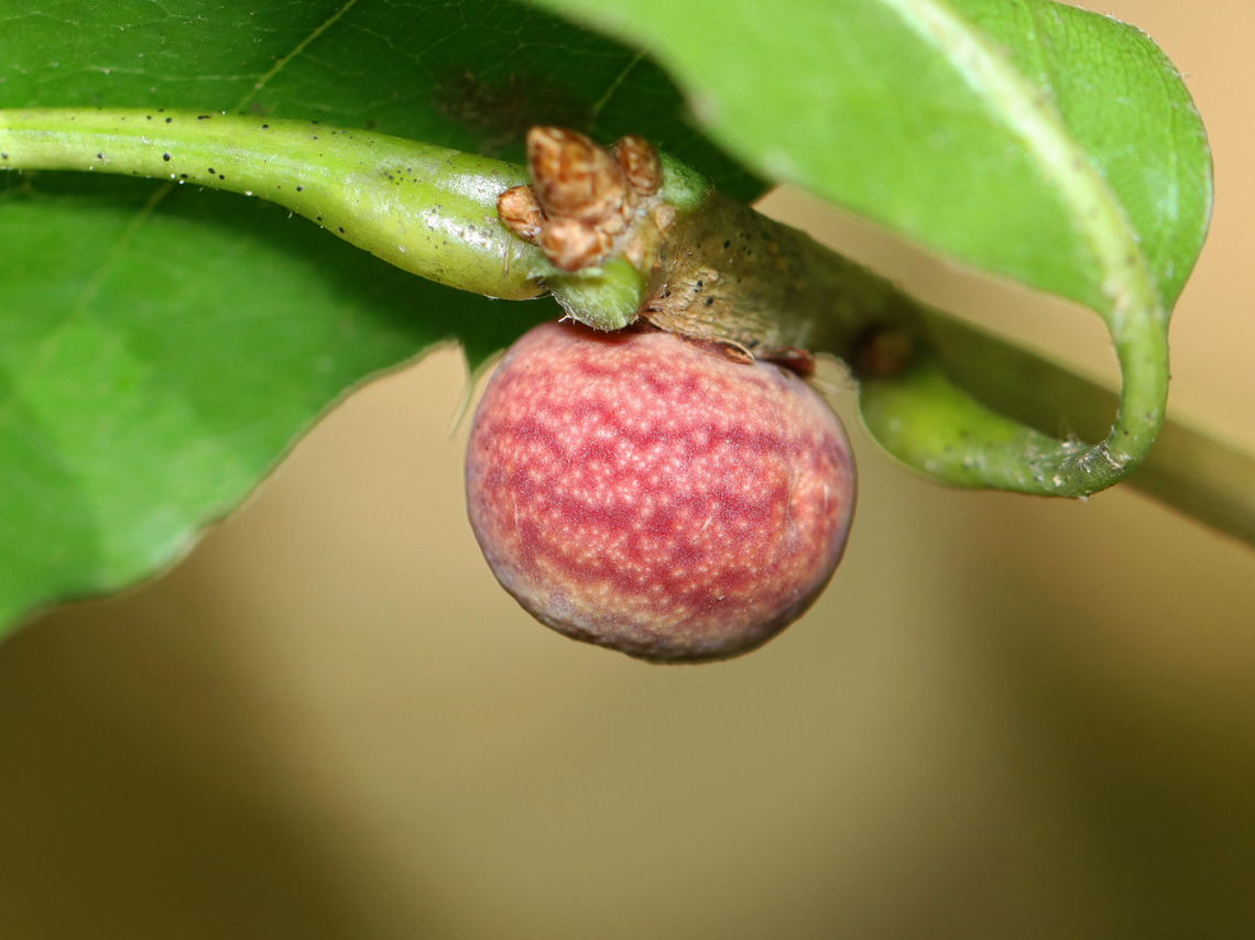 Banded Bullet Gall - Kokkocynips imbricariae Host: Oak (Quercus sp.) Dryocosmus imbricariae,Geotagged,Kokkocynips,Kokkocynips imbricariae,Summer,United States,banded bullet gall wasp,gall