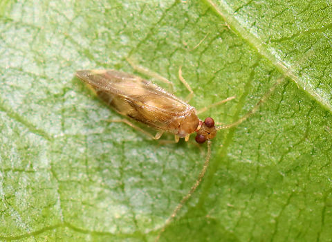 Corrupt Barklouse - Polypsocus corruptus Habitat: Mixed forest Corrupt Barklouse,Geotagged,Polypsocus,Polypsocus corruptus,Psocodea,Summer,United States,barklouse