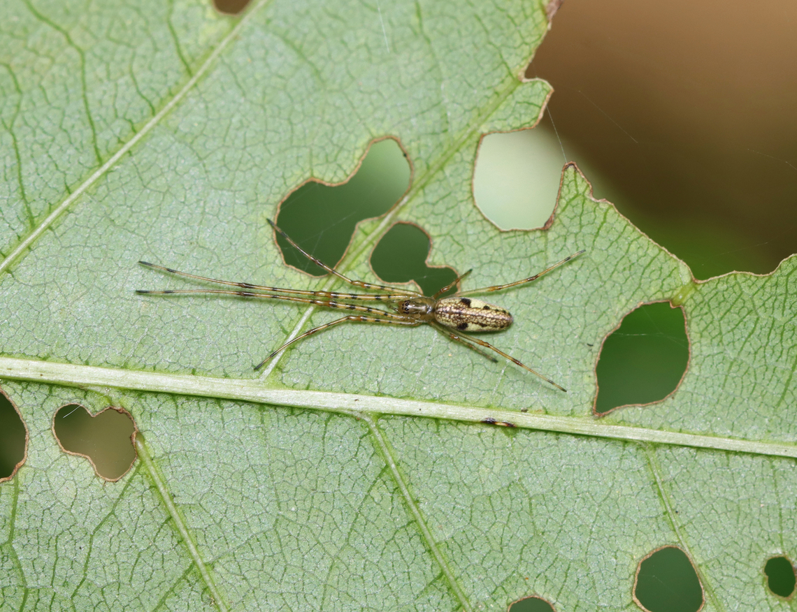 Long-jawed Orb Weaver - Tetragnatha sp. Habitat: Mixed forest Geotagged,Long-jawed Orb Weaver,Summer,Tetragnatha,United States,orb weaver,spider
