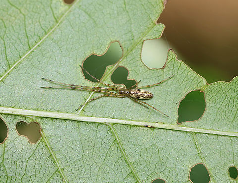 Long-jawed Orb Weaver - Tetragnatha sp. Habitat: Mixed forest Geotagged,Long-jawed Orb Weaver,Summer,Tetragnatha,United States,orb weaver,spider