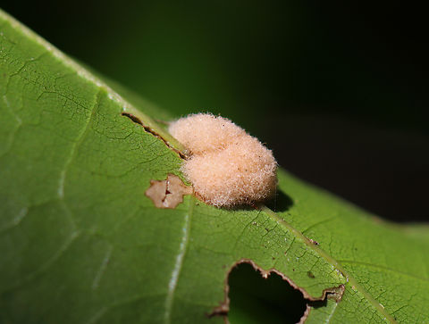 Woolly Oak Gall - Callirhytis lanata Host: Oak (Quercus sp.) Callirhytis,Callirhytis lanata,Geotagged,Summer,United States,Woolly Oak Gall,cynipidae,gall,oak gall
