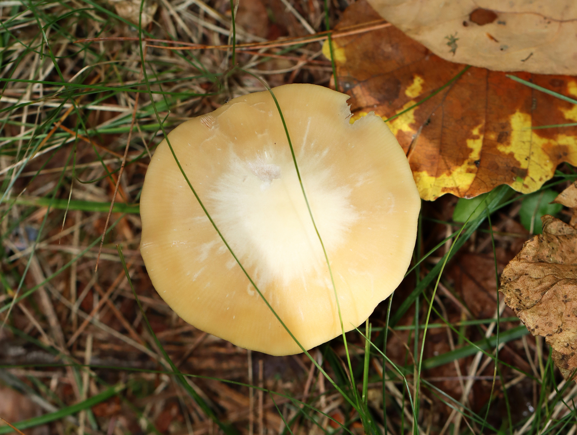 Straight-stalked Entoloma - Entoloma strictius Habitat: Mixed forest<br />
<figure class="photo"><a href="https://www.jungledragon.com/image/138137/straight-stalked_entoloma_-_entoloma_strictius.html" title="Straight-stalked Entoloma - Entoloma strictius"><img src="https://s3.amazonaws.com/media.jungledragon.com/images/3232/138137_thumb.jpg?AWSAccessKeyId=05GMT0V3GWVNE7GGM1R2&Expires=1763596810&Signature=JvOe40EUU9Xr33Dmog7prMBNfyg%3D" width="200" height="152" alt="Straight-stalked Entoloma - Entoloma strictius Habitat: Mixed forest<br />
https://www.jungledragon.com/image/138137/straight-stalked_entoloma_-_entoloma_strictius.html<br />
https://www.jungledragon.com/image/138139/straight-stalked_entoloma_-_entoloma_strictius.html<br />
https://www.jungledragon.com/image/138138/straight-stalked_entoloma_-_entoloma_strictius.html Entoloma strictius,Geotagged,Straight-stalked Entoloma,Summer,United States" /></a></figure><br />
<figure class="photo"><a href="https://www.jungledragon.com/image/138139/straight-stalked_entoloma_-_entoloma_strictius.html" title="Straight-stalked Entoloma - Entoloma strictius"><img src="https://s3.amazonaws.com/media.jungledragon.com/images/3232/138139_thumb.jpg?AWSAccessKeyId=05GMT0V3GWVNE7GGM1R2&Expires=1763596810&Signature=mwd%2BYwuwMy0JMS0yAdxeH8GvSX4%3D" width="200" height="120" alt="Straight-stalked Entoloma - Entoloma strictius Habitat: Mixed forest<br />
https://www.jungledragon.com/image/138137/straight-stalked_entoloma_-_entoloma_strictius.html<br />
https://www.jungledragon.com/image/138139/straight-stalked_entoloma_-_entoloma_strictius.html<br />
https://www.jungledragon.com/image/138138/straight-stalked_entoloma_-_entoloma_strictius.html Entoloma,Entoloma strictius,Geotagged,Straight-stalked Entoloma,Summer,United States,fungus,mushroom" /></a></figure><br />
<figure class="photo"><a href="https://www.jungledragon.com/image/138138/straight-stalked_entoloma_-_entoloma_strictius.html" title="Straight-stalked Entoloma - Entoloma strictius"><img src="https://s3.amazonaws.com/media.jungledragon.com/images/3232/138138_thumb.jpg?AWSAccessKeyId=05GMT0V3GWVNE7GGM1R2&Expires=1763596810&Signature=V43S51E01iZ6Yc1lrYeETrX4Xtc%3D" width="106" height="152" alt="Straight-stalked Entoloma - Entoloma strictius Habitat: Mixed forest<br />
https://www.jungledragon.com/image/138137/straight-stalked_entoloma_-_entoloma_strictius.html<br />
https://www.jungledragon.com/image/138139/straight-stalked_entoloma_-_entoloma_strictius.html<br />
https://www.jungledragon.com/image/138138/straight-stalked_entoloma_-_entoloma_strictius.html Entoloma strictius,Geotagged,Straight-stalked Entoloma,Summer,United States" /></a></figure> Entoloma strictius,Geotagged,Straight-stalked Entoloma,Summer,United States