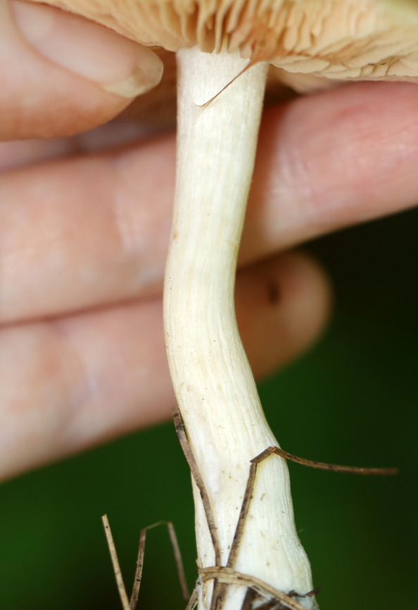 Straight-stalked Entoloma - Entoloma strictius Habitat: Mixed forest<br />
<figure class="photo"><a href="https://www.jungledragon.com/image/138137/straight-stalked_entoloma_-_entoloma_strictius.html" title="Straight-stalked Entoloma - Entoloma strictius"><img src="https://s3.amazonaws.com/media.jungledragon.com/images/3232/138137_thumb.jpg?AWSAccessKeyId=05GMT0V3GWVNE7GGM1R2&Expires=1767225610&Signature=0JydSJw9Xx75q%2F1hn26HraP8lUs%3D" width="200" height="152" alt="Straight-stalked Entoloma - Entoloma strictius Habitat: Mixed forest<br />
https://www.jungledragon.com/image/138137/straight-stalked_entoloma_-_entoloma_strictius.html<br />
https://www.jungledragon.com/image/138139/straight-stalked_entoloma_-_entoloma_strictius.html<br />
https://www.jungledragon.com/image/138138/straight-stalked_entoloma_-_entoloma_strictius.html Entoloma strictius,Geotagged,Straight-stalked Entoloma,Summer,United States" /></a></figure><br />
<figure class="photo"><a href="https://www.jungledragon.com/image/138139/straight-stalked_entoloma_-_entoloma_strictius.html" title="Straight-stalked Entoloma - Entoloma strictius"><img src="https://s3.amazonaws.com/media.jungledragon.com/images/3232/138139_thumb.jpg?AWSAccessKeyId=05GMT0V3GWVNE7GGM1R2&Expires=1767225610&Signature=Wfhr368i4sdRuf%2FnKtmf5sKZ2sg%3D" width="200" height="120" alt="Straight-stalked Entoloma - Entoloma strictius Habitat: Mixed forest<br />
https://www.jungledragon.com/image/138137/straight-stalked_entoloma_-_entoloma_strictius.html<br />
https://www.jungledragon.com/image/138139/straight-stalked_entoloma_-_entoloma_strictius.html<br />
https://www.jungledragon.com/image/138138/straight-stalked_entoloma_-_entoloma_strictius.html Entoloma,Entoloma strictius,Geotagged,Straight-stalked Entoloma,Summer,United States,fungus,mushroom" /></a></figure><br />
<figure class="photo"><a href="https://www.jungledragon.com/image/138138/straight-stalked_entoloma_-_entoloma_strictius.html" title="Straight-stalked Entoloma - Entoloma strictius"><img src="https://s3.amazonaws.com/media.jungledragon.com/images/3232/138138_thumb.jpg?AWSAccessKeyId=05GMT0V3GWVNE7GGM1R2&Expires=1767225610&Signature=ryf4PKGkFb7StAVnv8ivdclqpx8%3D" width="106" height="152" alt="Straight-stalked Entoloma - Entoloma strictius Habitat: Mixed forest<br />
https://www.jungledragon.com/image/138137/straight-stalked_entoloma_-_entoloma_strictius.html<br />
https://www.jungledragon.com/image/138139/straight-stalked_entoloma_-_entoloma_strictius.html<br />
https://www.jungledragon.com/image/138138/straight-stalked_entoloma_-_entoloma_strictius.html Entoloma strictius,Geotagged,Straight-stalked Entoloma,Summer,United States" /></a></figure> Entoloma strictius,Geotagged,Straight-stalked Entoloma,Summer,United States