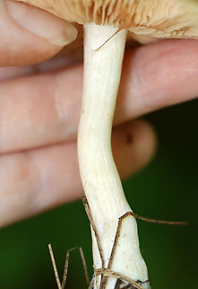 Straight-stalked Entoloma - Entoloma strictius Habitat: Mixed forest
https://www.jungledragon.com/image/138137/straight-stalked_entoloma_-_entoloma_strictius.html
https://www.jungledragon.com/image/138139/straight-stalked_entoloma_-_entoloma_strictius.html
https://www.jungledragon.com/image/138138/straight-stalked_entoloma_-_entoloma_strictius.html Entoloma strictius,Geotagged,Straight-stalked Entoloma,Summer,United States