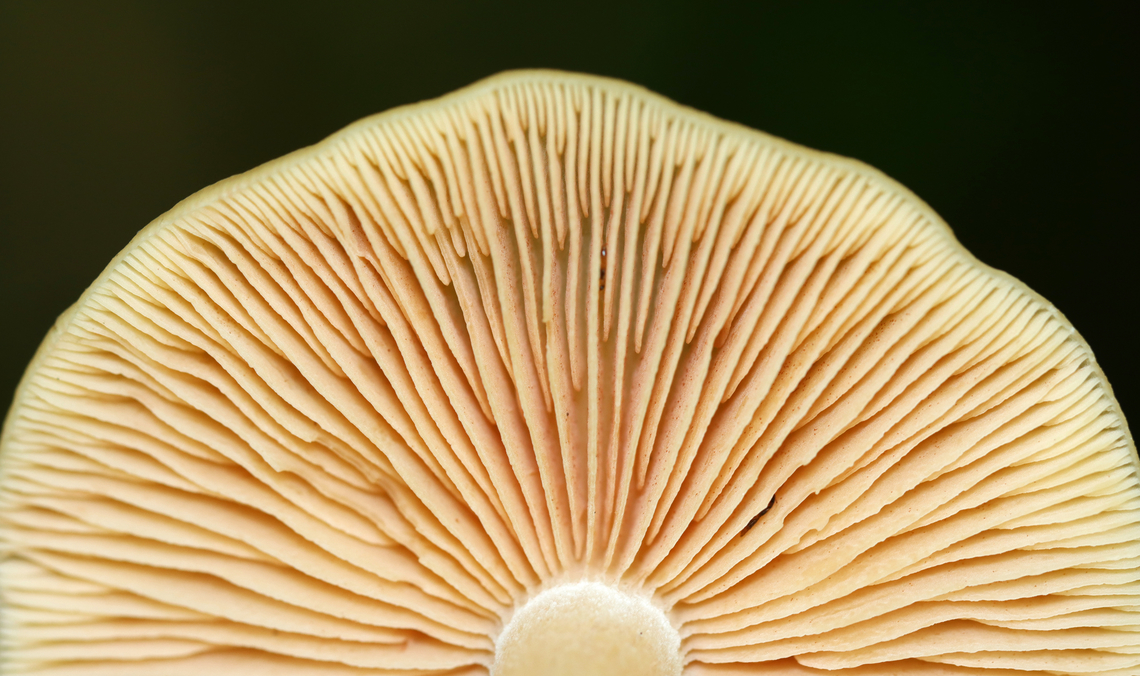 Straight-stalked Entoloma - Entoloma strictius Habitat: Mixed forest<br />
<figure class="photo"><a href="https://www.jungledragon.com/image/138137/straight-stalked_entoloma_-_entoloma_strictius.html" title="Straight-stalked Entoloma - Entoloma strictius"><img src="https://s3.amazonaws.com/media.jungledragon.com/images/3232/138137_thumb.jpg?AWSAccessKeyId=05GMT0V3GWVNE7GGM1R2&Expires=1767225610&Signature=0JydSJw9Xx75q%2F1hn26HraP8lUs%3D" width="200" height="152" alt="Straight-stalked Entoloma - Entoloma strictius Habitat: Mixed forest<br />
https://www.jungledragon.com/image/138137/straight-stalked_entoloma_-_entoloma_strictius.html<br />
https://www.jungledragon.com/image/138139/straight-stalked_entoloma_-_entoloma_strictius.html<br />
https://www.jungledragon.com/image/138138/straight-stalked_entoloma_-_entoloma_strictius.html Entoloma strictius,Geotagged,Straight-stalked Entoloma,Summer,United States" /></a></figure><br />
<figure class="photo"><a href="https://www.jungledragon.com/image/138139/straight-stalked_entoloma_-_entoloma_strictius.html" title="Straight-stalked Entoloma - Entoloma strictius"><img src="https://s3.amazonaws.com/media.jungledragon.com/images/3232/138139_thumb.jpg?AWSAccessKeyId=05GMT0V3GWVNE7GGM1R2&Expires=1767225610&Signature=Wfhr368i4sdRuf%2FnKtmf5sKZ2sg%3D" width="200" height="120" alt="Straight-stalked Entoloma - Entoloma strictius Habitat: Mixed forest<br />
https://www.jungledragon.com/image/138137/straight-stalked_entoloma_-_entoloma_strictius.html<br />
https://www.jungledragon.com/image/138139/straight-stalked_entoloma_-_entoloma_strictius.html<br />
https://www.jungledragon.com/image/138138/straight-stalked_entoloma_-_entoloma_strictius.html Entoloma,Entoloma strictius,Geotagged,Straight-stalked Entoloma,Summer,United States,fungus,mushroom" /></a></figure><br />
<figure class="photo"><a href="https://www.jungledragon.com/image/138138/straight-stalked_entoloma_-_entoloma_strictius.html" title="Straight-stalked Entoloma - Entoloma strictius"><img src="https://s3.amazonaws.com/media.jungledragon.com/images/3232/138138_thumb.jpg?AWSAccessKeyId=05GMT0V3GWVNE7GGM1R2&Expires=1767225610&Signature=ryf4PKGkFb7StAVnv8ivdclqpx8%3D" width="106" height="152" alt="Straight-stalked Entoloma - Entoloma strictius Habitat: Mixed forest<br />
https://www.jungledragon.com/image/138137/straight-stalked_entoloma_-_entoloma_strictius.html<br />
https://www.jungledragon.com/image/138139/straight-stalked_entoloma_-_entoloma_strictius.html<br />
https://www.jungledragon.com/image/138138/straight-stalked_entoloma_-_entoloma_strictius.html Entoloma strictius,Geotagged,Straight-stalked Entoloma,Summer,United States" /></a></figure> Entoloma,Entoloma strictius,Geotagged,Straight-stalked Entoloma,Summer,United States,fungus,mushroom