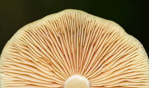 Straight-stalked Entoloma - Entoloma strictius Habitat: Mixed forest
https://www.jungledragon.com/image/138137/straight-stalked_entoloma_-_entoloma_strictius.html
https://www.jungledragon.com/image/138139/straight-stalked_entoloma_-_entoloma_strictius.html
https://www.jungledragon.com/image/138138/straight-stalked_entoloma_-_entoloma_strictius.html Entoloma,Entoloma strictius,Geotagged,Straight-stalked Entoloma,Summer,United States,fungus,mushroom