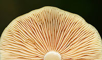 Straight-stalked Entoloma - Entoloma strictius Habitat: Mixed forest<br />
https://www.jungledragon.com/image/138137/straight-stalked_entoloma_-_entoloma_strictius.html<br />
https://www.jungledragon.com/image/138139/straight-stalked_entoloma_-_entoloma_strictius.html<br />
https://www.jungledragon.com/image/138138/straight-stalked_entoloma_-_entoloma_strictius.html Entoloma,Entoloma strictius,Geotagged,Straight-stalked Entoloma,Summer,United States,fungus,mushroom