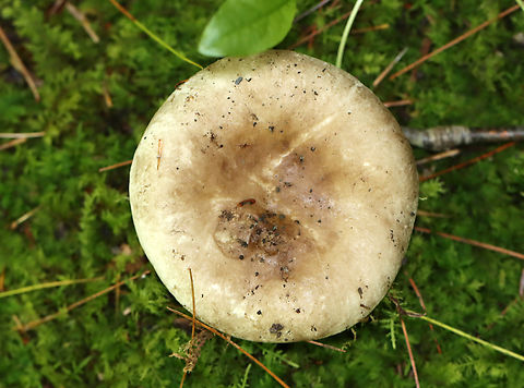 Mushroom - Russula sp. Habitat: Growing in moss under pine; mixed forest
https://www.jungledragon.com/image/138141/mushroom_-_russula_sp.html Geotagged,Summer,United States,fungus,mushroom,russula