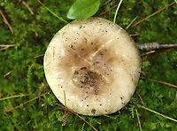 Mushroom - Russula sp. Habitat: Growing in moss under pine; mixed forest<br />
https://www.jungledragon.com/image/138141/mushroom_-_russula_sp.html Geotagged,Summer,United States,fungus,mushroom,russula