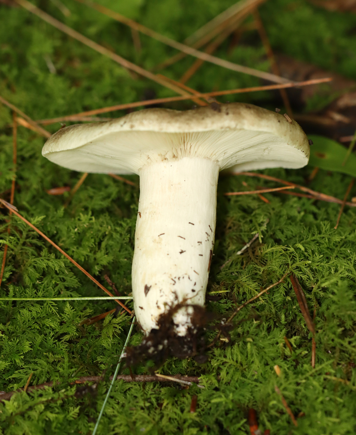 Mushroom - Russula sp. Habitat: Growing in moss under pine; mixed forest<br />
<figure class="photo"><a href="https://www.jungledragon.com/image/138140/mushroom_-_russula_sp.html" title="Mushroom - Russula sp."><img src="https://s3.amazonaws.com/media.jungledragon.com/images/3232/138140_thumb.jpg?AWSAccessKeyId=05GMT0V3GWVNE7GGM1R2&Expires=1767225610&Signature=3F%2BWyM4Q8GqqjRVYjHhdSeABlf8%3D" width="200" height="150" alt="Mushroom - Russula sp. Habitat: Growing in moss under pine; mixed forest<br />
https://www.jungledragon.com/image/138141/mushroom_-_russula_sp.html Geotagged,Summer,United States,fungus,mushroom,russula" /></a></figure> Geotagged,Summer,United States