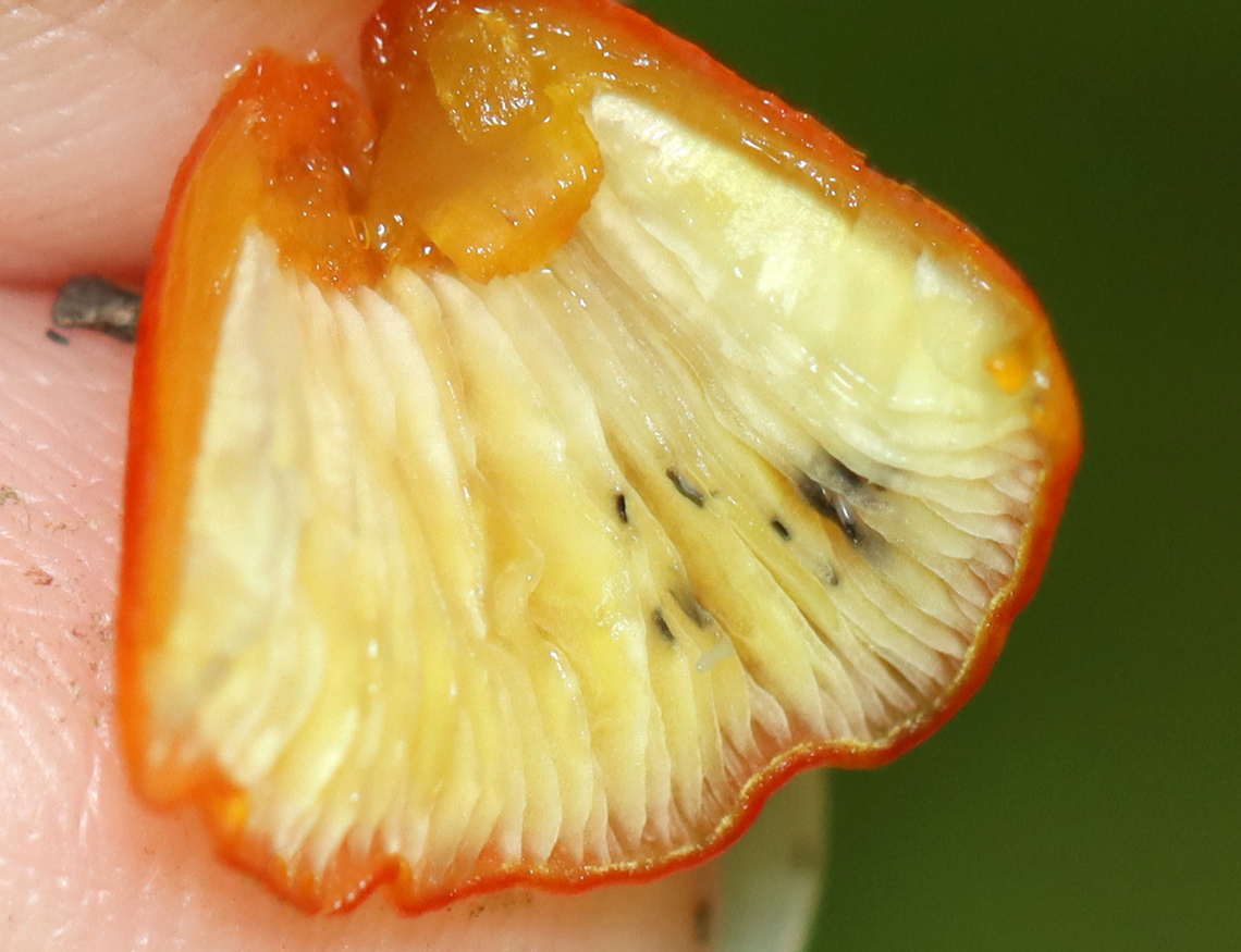 Conical Slimy Cap - Hygrocybe conica Habitat: Growing in moss; mixed forest<br />
<figure class="photo"><a href="https://www.jungledragon.com/image/138143/conical_slimy_cap_-_hygrocybe_conica.html" title="Conical Slimy Cap - Hygrocybe conica"><img src="https://s3.amazonaws.com/media.jungledragon.com/images/3232/138143_thumb.jpg?AWSAccessKeyId=05GMT0V3GWVNE7GGM1R2&Expires=1767225610&Signature=%2FmxJw7J9Selj3OfDJBtoYjO%2BaT8%3D" width="122" height="152" alt="Conical Slimy Cap - Hygrocybe conica Habitat: Growing in moss; mixed forest<br />
https://www.jungledragon.com/image/138142/conical_slimy_cap_-_hygrocybe_conica.html Geotagged,Hygrocybe conica,Summer,United States,Witch&#039;s hat,fungus,hygrocybe,mushroom" /></a></figure> Geotagged,Hygrocybe conica,Summer,United States,Witch's hat