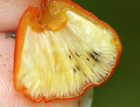 Conical Slimy Cap - Hygrocybe conica Habitat: Growing in moss; mixed forest<br />
https://www.jungledragon.com/image/138143/conical_slimy_cap_-_hygrocybe_conica.html Geotagged,Hygrocybe conica,Summer,United States,Witch's hat