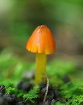 Conical Slimy Cap - Hygrocybe conica Habitat: Growing in moss; mixed forest<br />
https://www.jungledragon.com/image/138142/conical_slimy_cap_-_hygrocybe_conica.html Geotagged,Hygrocybe conica,Summer,United States,Witch's hat,fungus,hygrocybe,mushroom