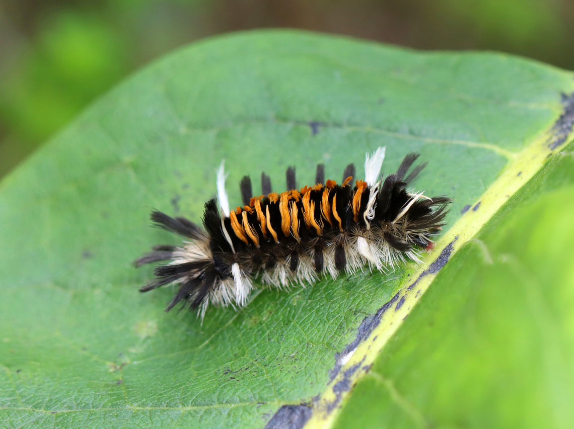 Milkweed Tussock Moth Caterpillar - Euchates egle Habitat: Milkweed  Euchaetes,Euchaetes egle,Geotagged,Milkweed Tussock Moth,Summer,United States,caterpillar,larva
