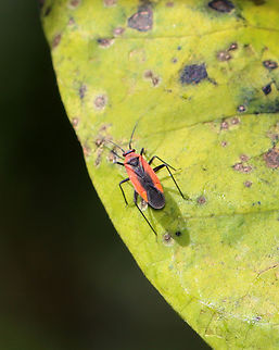 Plant Bug - Lopidea instabilis Habitat: Found on milkweed; roadside meadow Geotagged,Lopidea,Lopidea instabilis,Summer,United States,bug,plant bug