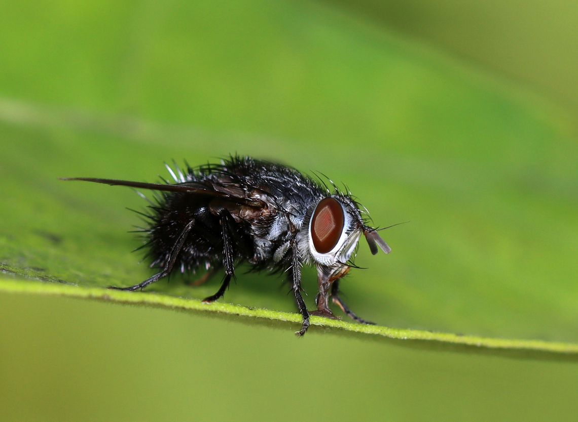 Bristle Fly - Family Tachinidae, Juriniopsis adusta Habitat: Roadside meadow Geotagged,Juriniopsis,Juriniopsis adusta,Summer,United States,bristle fly,diptera,fly,tachinidae