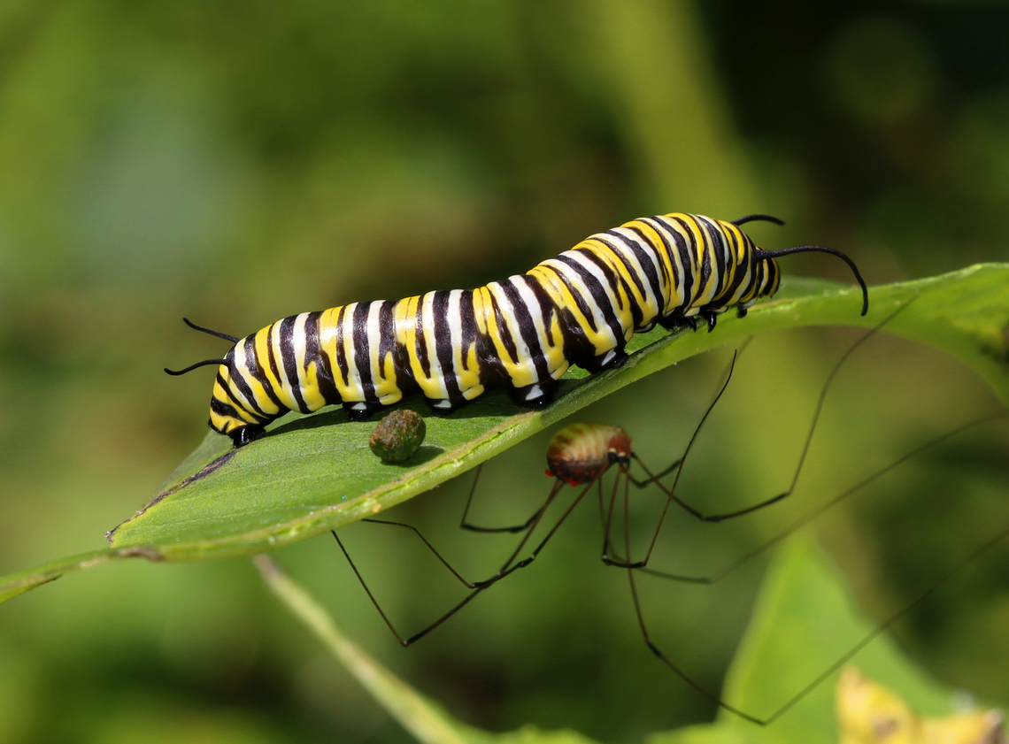Monarch Larva - Danaus plexippus Larva with harvestman infested with mites, and a poop.<br />
<br />
Habitat: Found on milkweed; roadside meadow<br />
<figure class="photo"><a href="https://www.jungledragon.com/image/138149/monarch_larva_-_danaus_plexippus.html" title="Monarch Larva - Danaus plexippus"><img src="https://s3.amazonaws.com/media.jungledragon.com/images/3232/138149_thumb.jpg?AWSAccessKeyId=05GMT0V3GWVNE7GGM1R2&Expires=1759968010&Signature=wZ3MeT4OGEDlCoDdEvDuI0zYuI0%3D" width="200" height="144" alt="Monarch Larva - Danaus plexippus Cute feet!<br />
<br />
Habitat: Found on milkweed; roadside meadow<br />
https://www.jungledragon.com/image/138147/monarch_larva_-_danaus_plexippus.html Danaus plexippus,Geotagged,Monarch butterfly,Summer,United States,caterpillar,danaus,larva,monarch" /></a></figure> Danaus,Danaus plexippus,Geotagged,Monarch butterfly,Summer,United States,caterpillar,larva