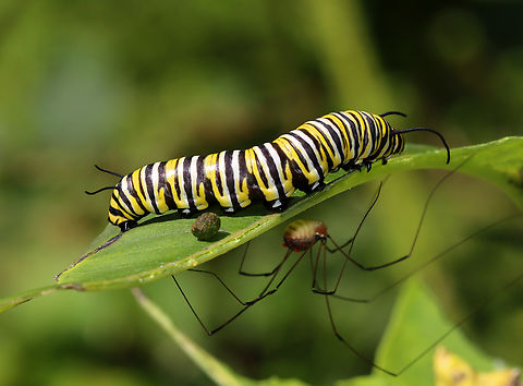Monarch Larva - Danaus plexippus Larva with harvestman infested with mites, and a poop.

Habitat: Found on milkweed; roadside meadow
https://www.jungledragon.com/image/138149/monarch_larva_-_danaus_plexippus.html Danaus,Danaus plexippus,Geotagged,Monarch butterfly,Summer,United States,caterpillar,larva