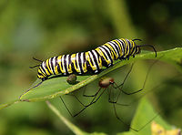Monarch Larva - Danaus plexippus Larva with harvestman infested with mites, and a poop.<br />
<br />
Habitat: Found on milkweed; roadside meadow<br />
https://www.jungledragon.com/image/138149/monarch_larva_-_danaus_plexippus.html Danaus,Danaus plexippus,Geotagged,Monarch butterfly,Summer,United States,caterpillar,larva