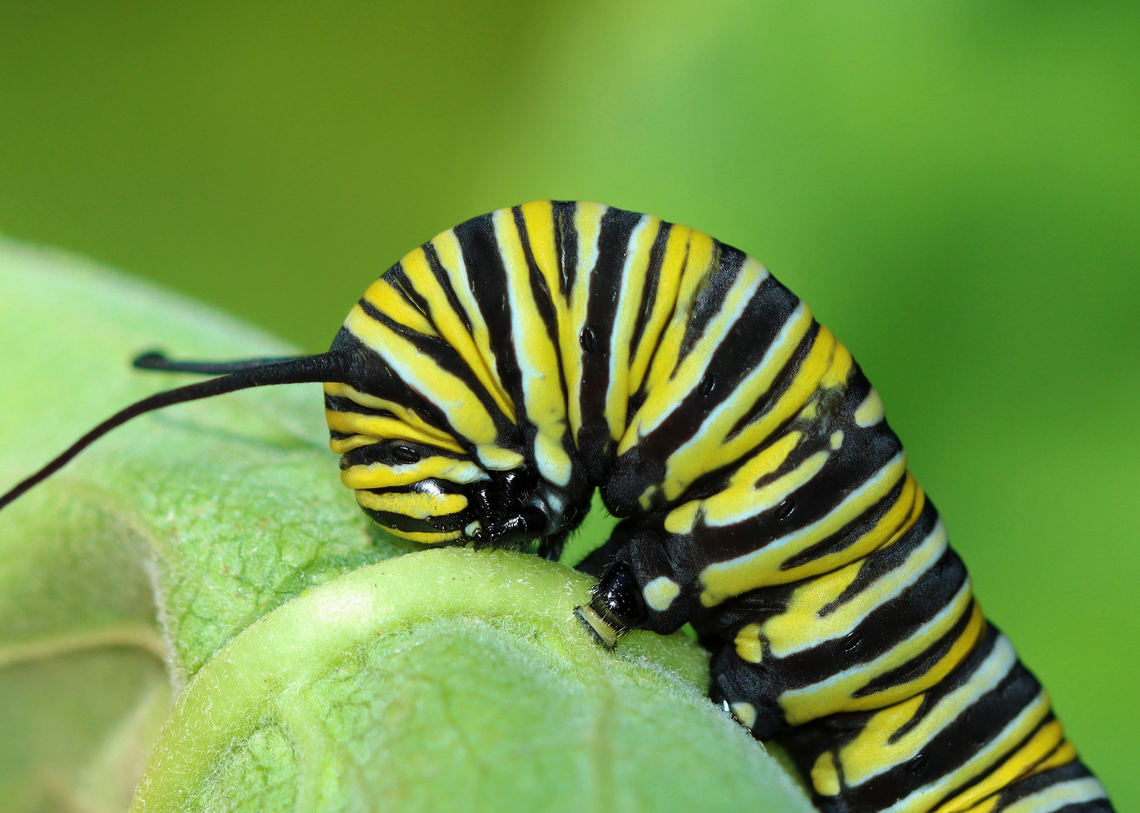 Monarch Larva - Danaus plexippus Cute feet!<br />
<br />
Habitat: Found on milkweed; roadside meadow<br />
<figure class="photo"><a href="https://www.jungledragon.com/image/138147/monarch_larva_-_danaus_plexippus.html" title="Monarch Larva - Danaus plexippus"><img src="https://s3.amazonaws.com/media.jungledragon.com/images/3232/138147_thumb.jpg?AWSAccessKeyId=05GMT0V3GWVNE7GGM1R2&Expires=1759968010&Signature=M3lCmaCUwTMN2zImpyCHdE1KhLs%3D" width="200" height="148" alt="Monarch Larva - Danaus plexippus Larva with harvestman infested with mites, and a poop.<br />
<br />
Habitat: Found on milkweed; roadside meadow<br />
https://www.jungledragon.com/image/138149/monarch_larva_-_danaus_plexippus.html Danaus,Danaus plexippus,Geotagged,Monarch butterfly,Summer,United States,caterpillar,larva" /></a></figure> Danaus plexippus,Geotagged,Monarch butterfly,Summer,United States,caterpillar,danaus,larva,monarch