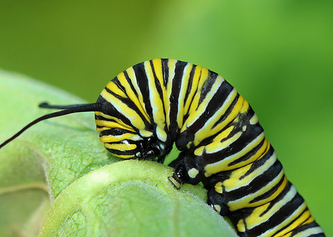Monarch Larva - Danaus plexippus Cute feet!

Habitat: Found on milkweed; roadside meadow
https://www.jungledragon.com/image/138147/monarch_larva_-_danaus_plexippus.html Danaus plexippus,Geotagged,Monarch butterfly,Summer,United States,caterpillar,danaus,larva,monarch